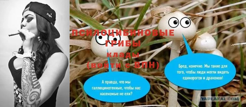 продажа наркотиков  Оренбург  Псилоцибиновые грибы Cubensis 